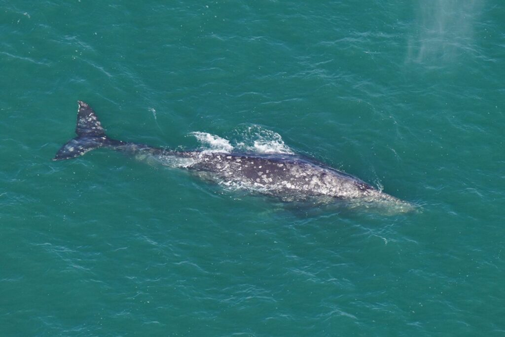 This image has an empty alt attribute; its file name is extinct-gray-whale-tout-030624-d7cc819fa77f4957a41102e1200e827d-1024x683.jpg